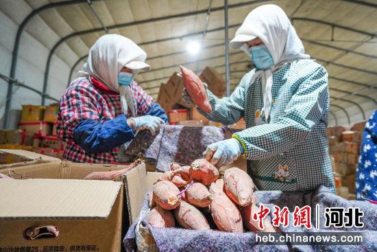 河北滦南窖藏红薯销售忙